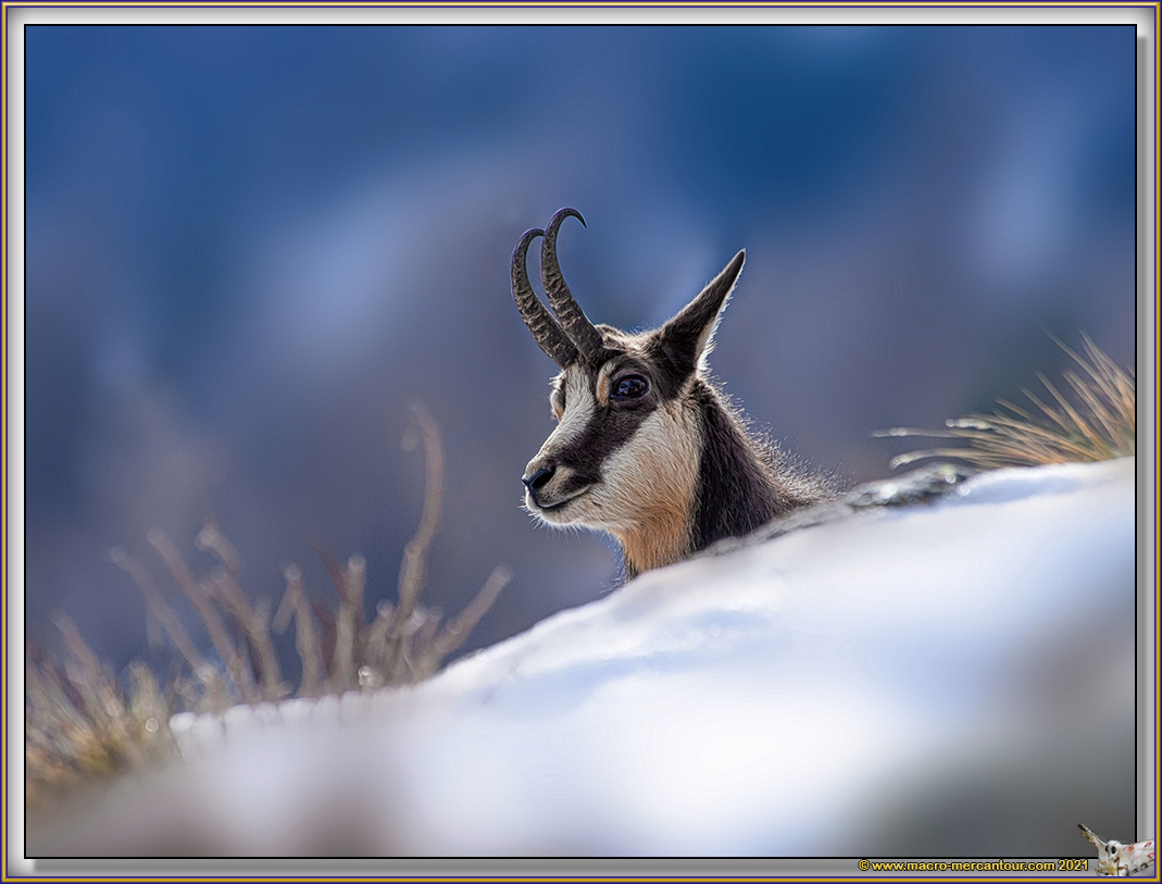 Chamois